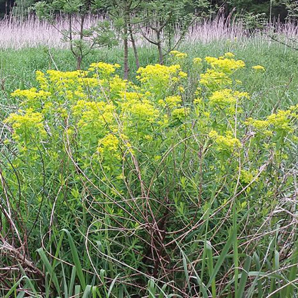 Euphorbia palustris - Euphorbe des marais