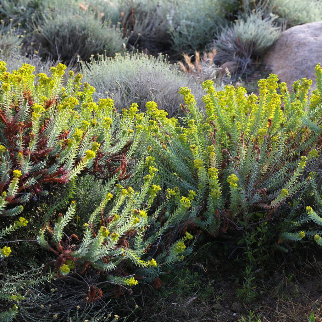 Euphorbia pithyusa - Spurge