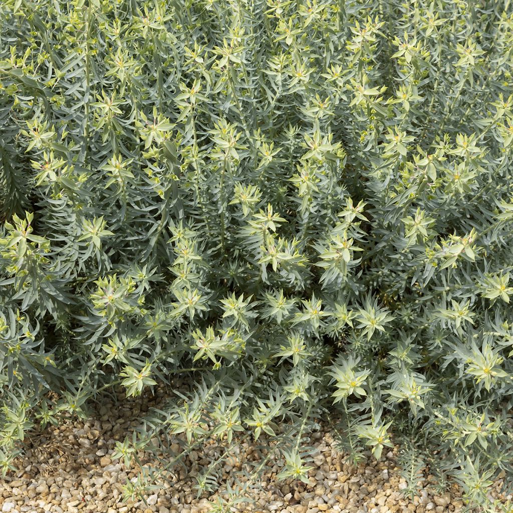 Euphorbia pithyusa - Spurge