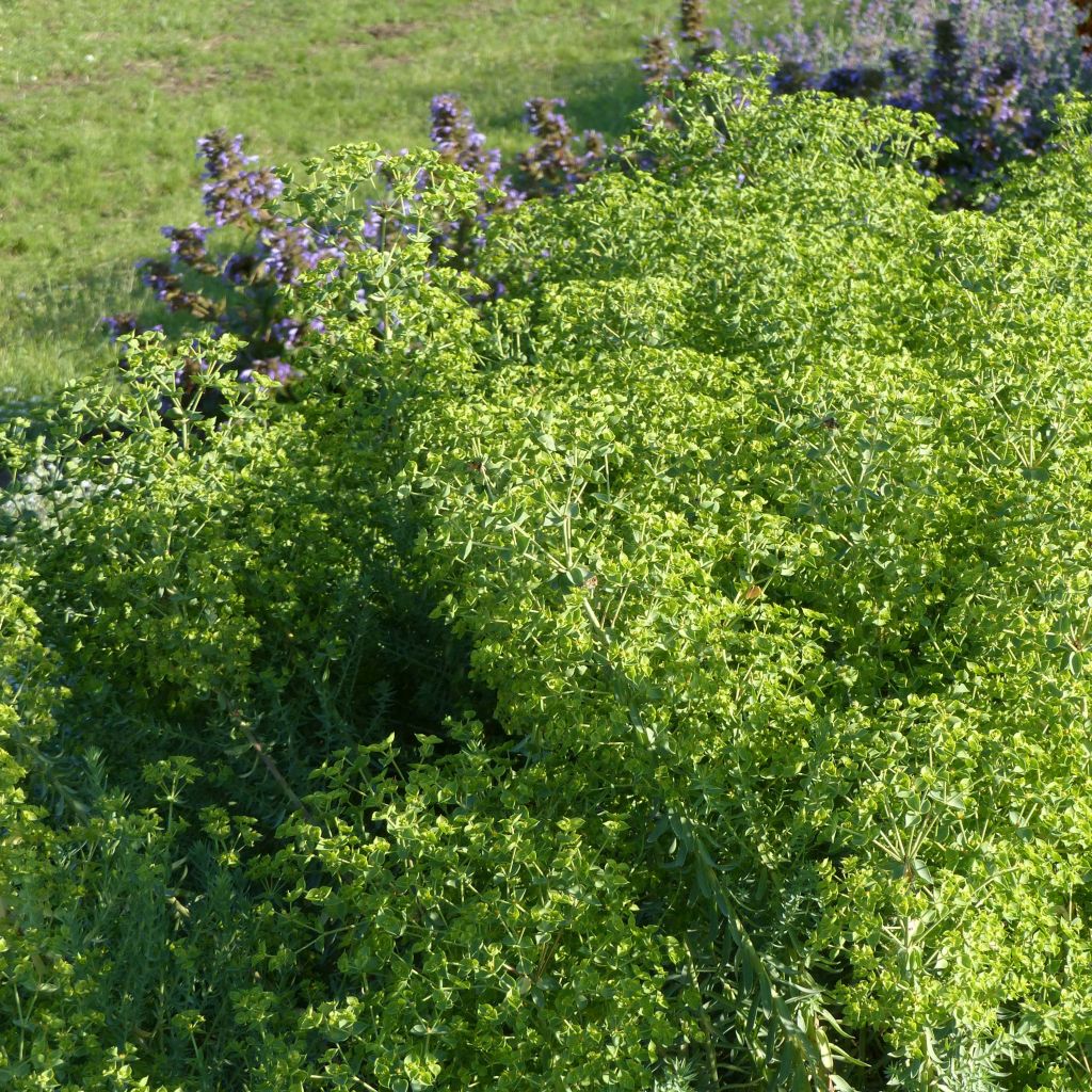 Euphorbia pithyusa Ponte Leccia - Euphorbe des Baléares