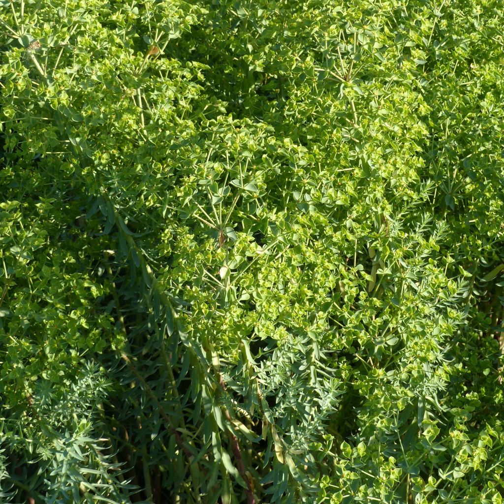 Euphorbia pithyusa Ponte Leccia - Euphorbe des Baléares