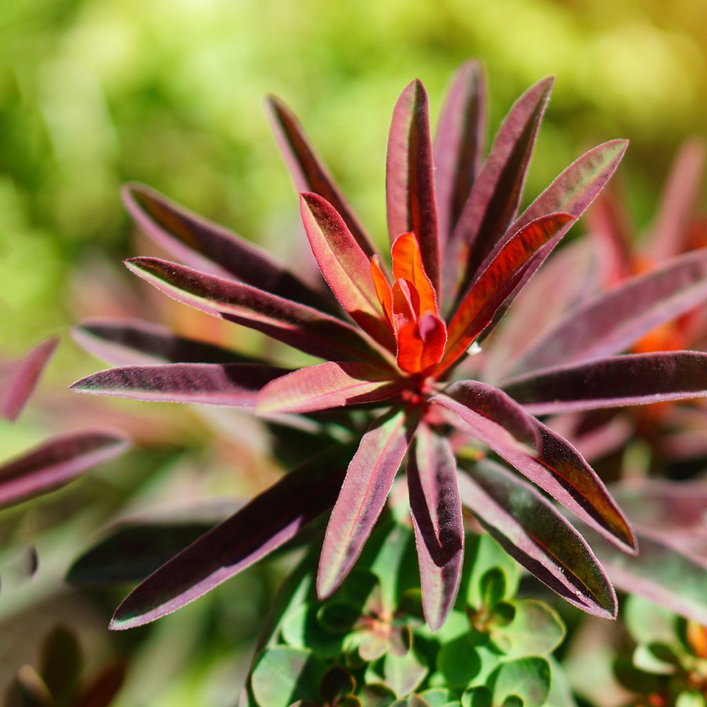 Euphorbia polychroma Bonfire - Spurge