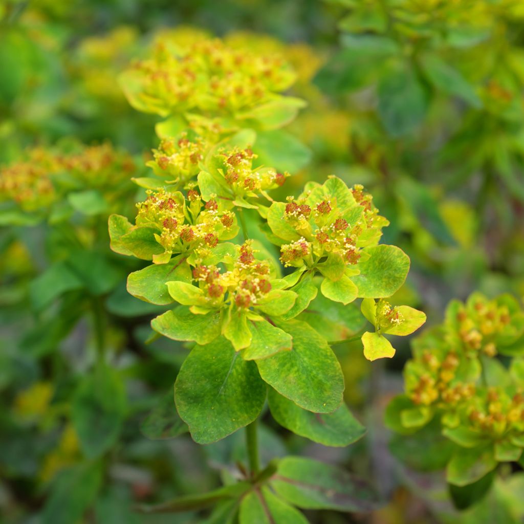 Euphorbia polychroma Bonfire - Spurge