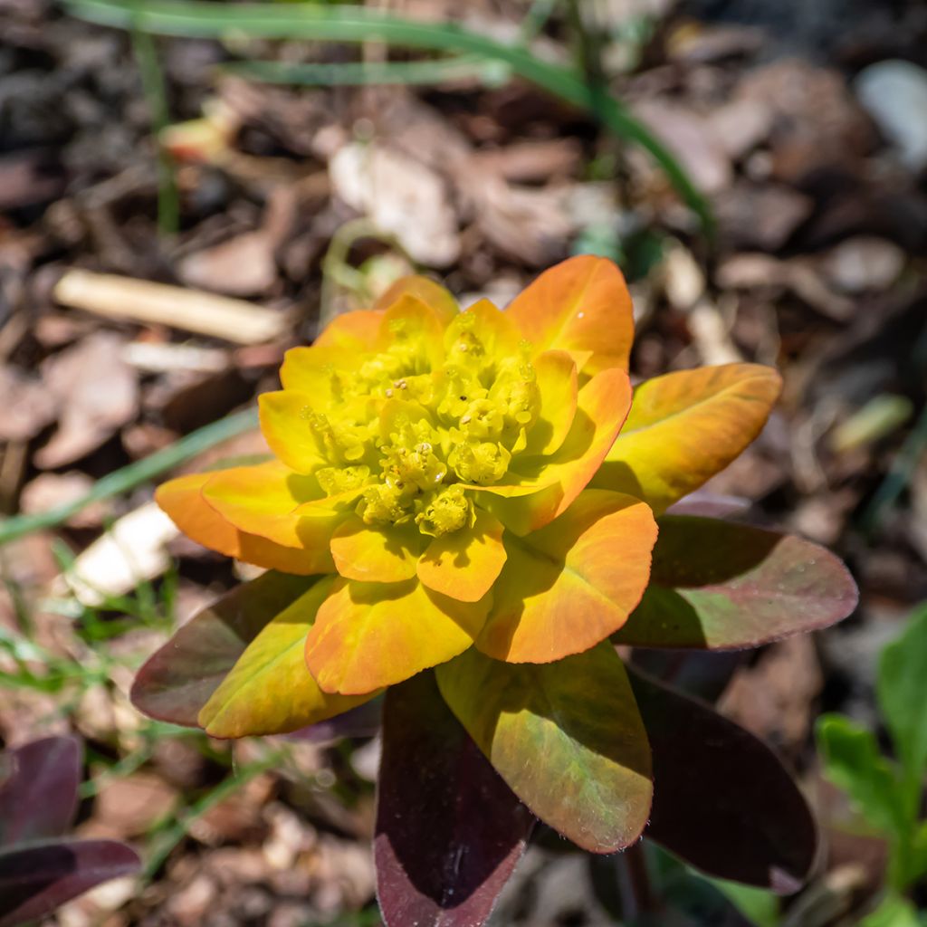 Euphorbia polychroma Bonfire - Spurge