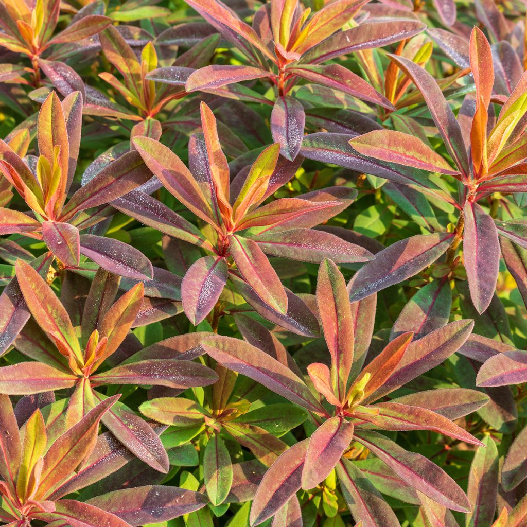 Euphorbia polychroma Bonfire - Spurge