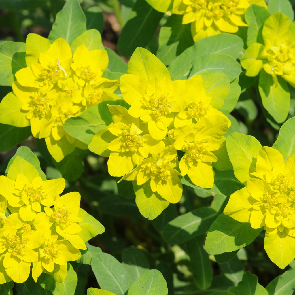 Euphorbia polychroma - Spurge