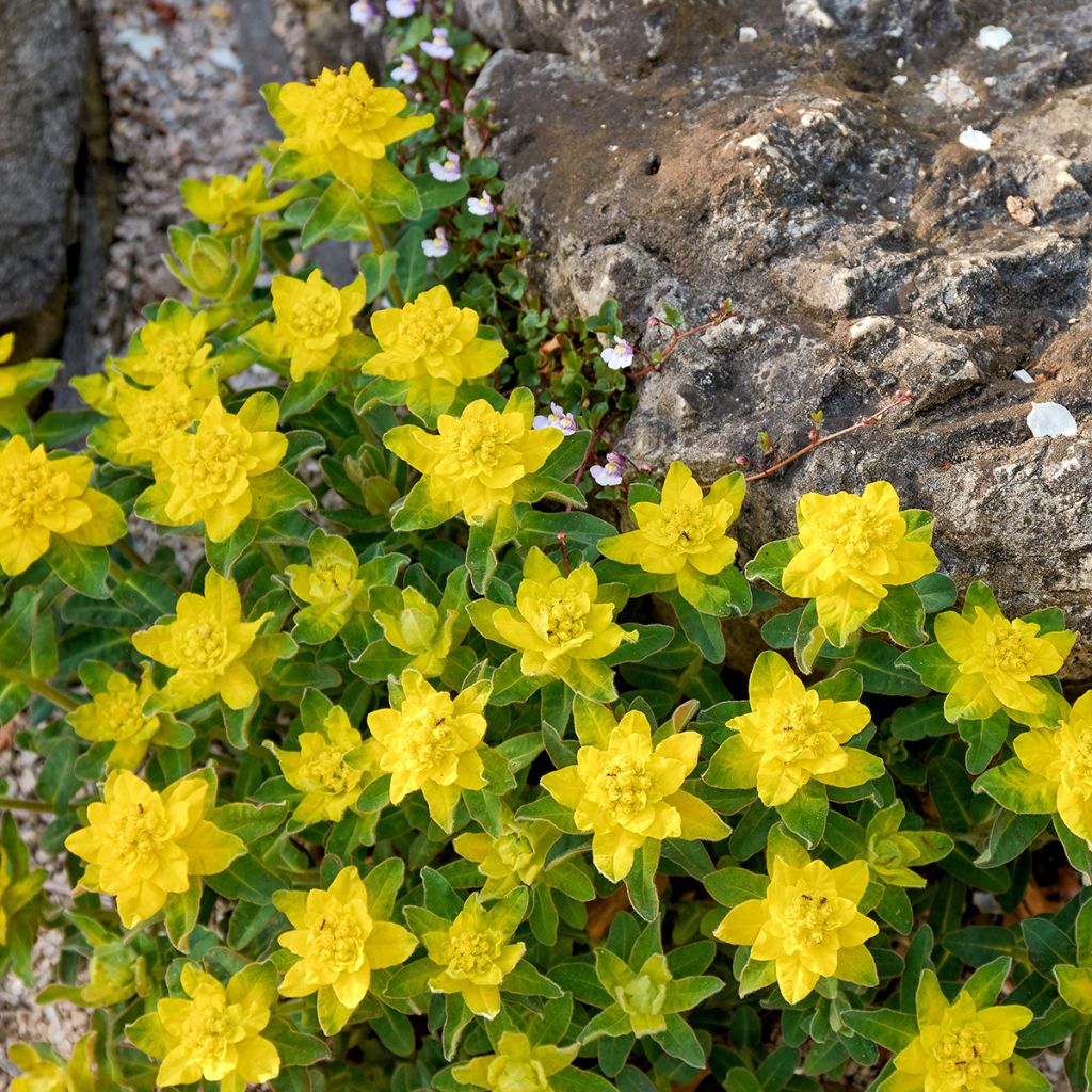 Euphorbia polychroma - Spurge