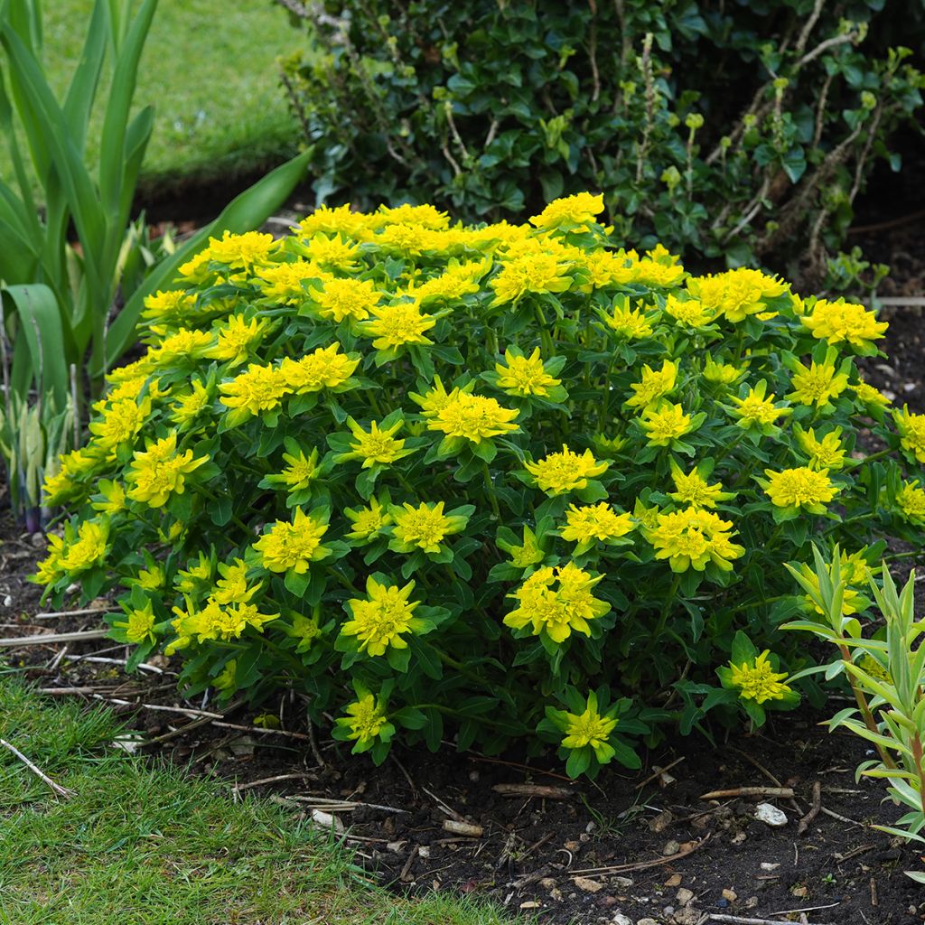 Euphorbia polychroma - Spurge