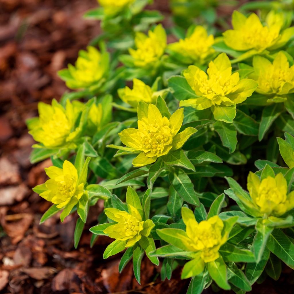 Euphorbia polychroma - Spurge