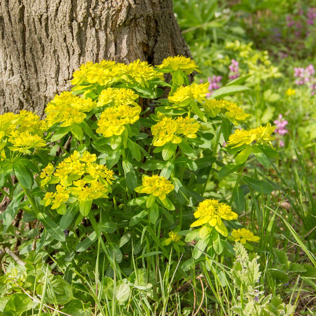 Euphorbia polychroma - Spurge