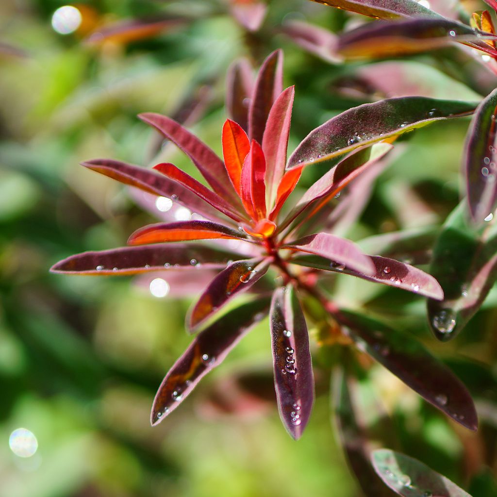 Euphorbia polychroma Purpurea - Spurge