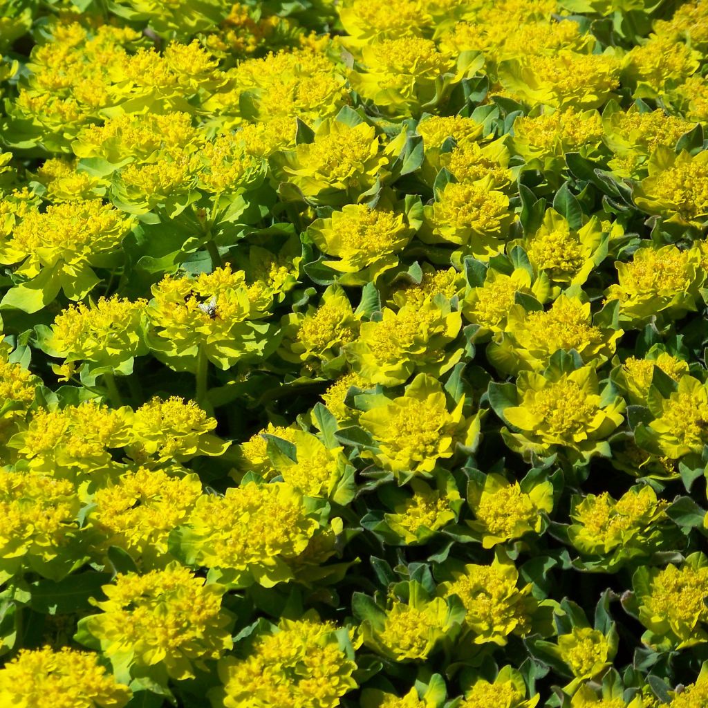 Euphorbia polychroma Major - Spurge