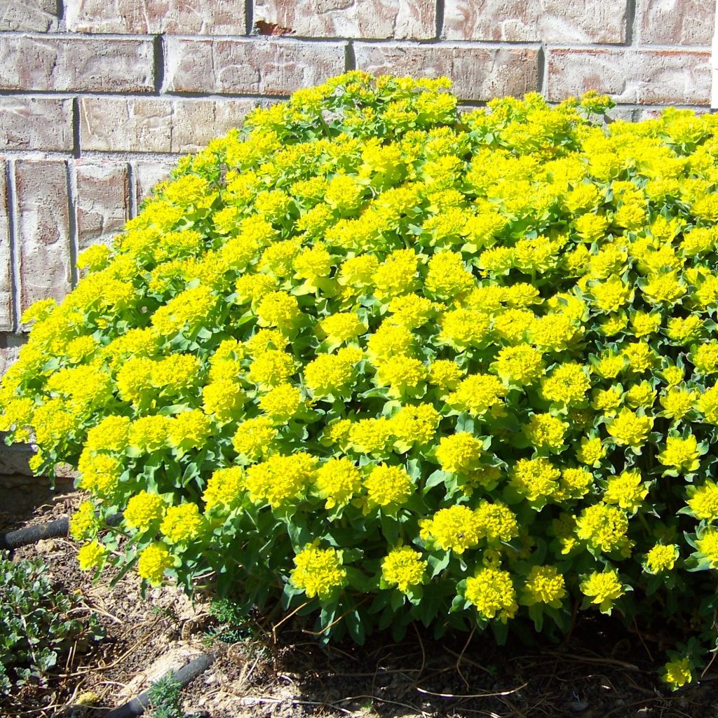 Euphorbia polychroma Major - Spurge