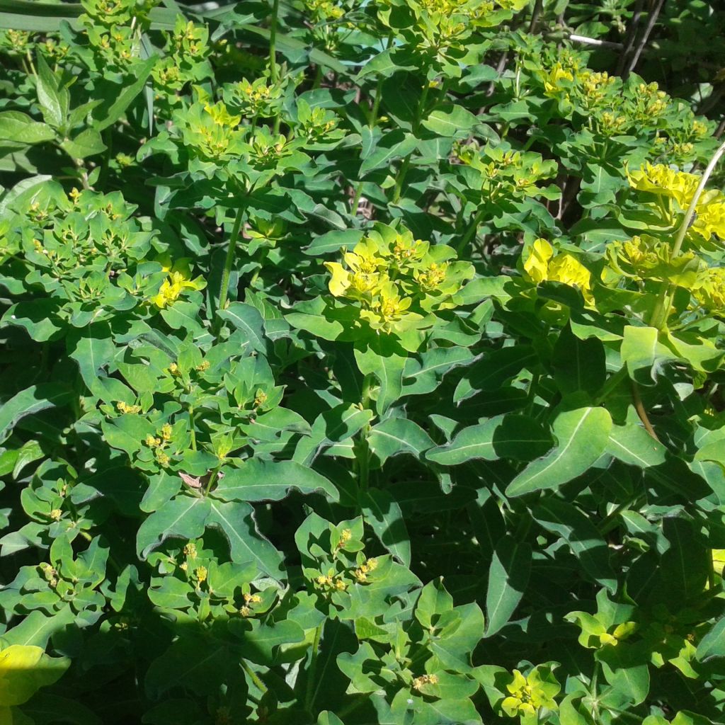 Euphorbia polychroma Major - Spurge
