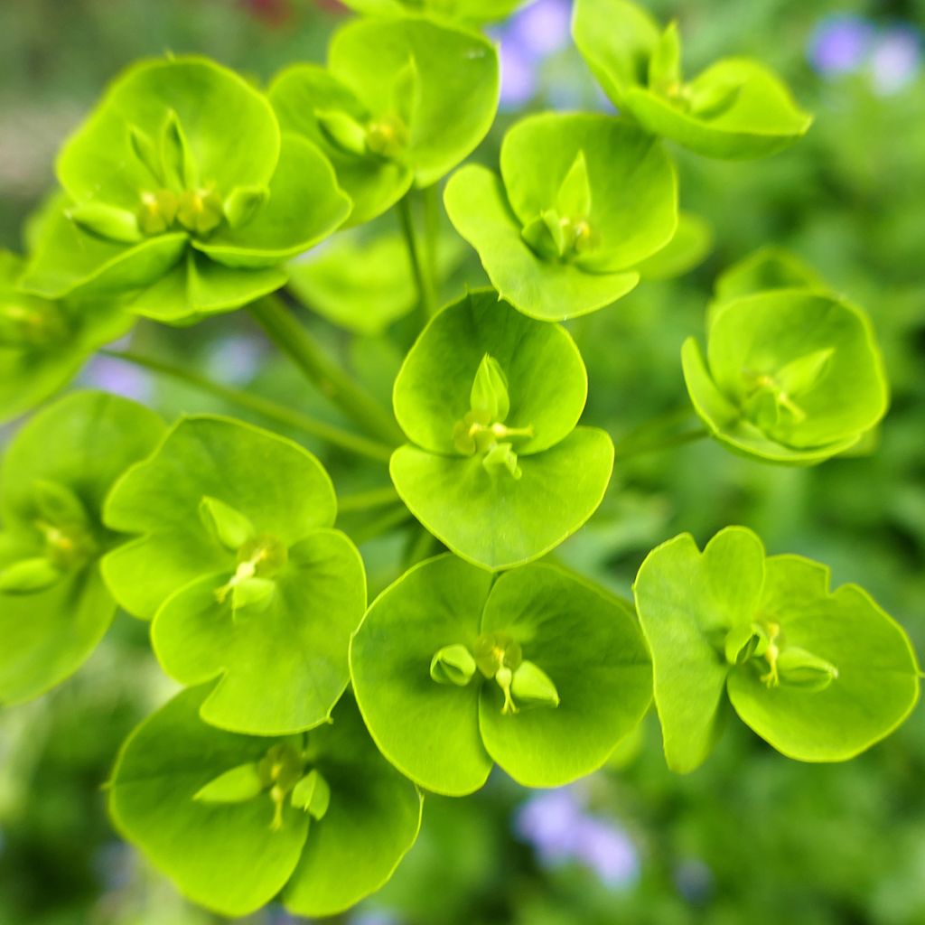 Euphorbia seguieriana subsp. niciciana - Spurge