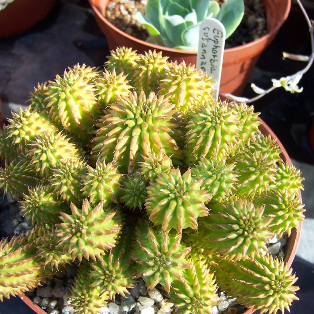 Euphorbia suzannae - Euphorbia cactus
