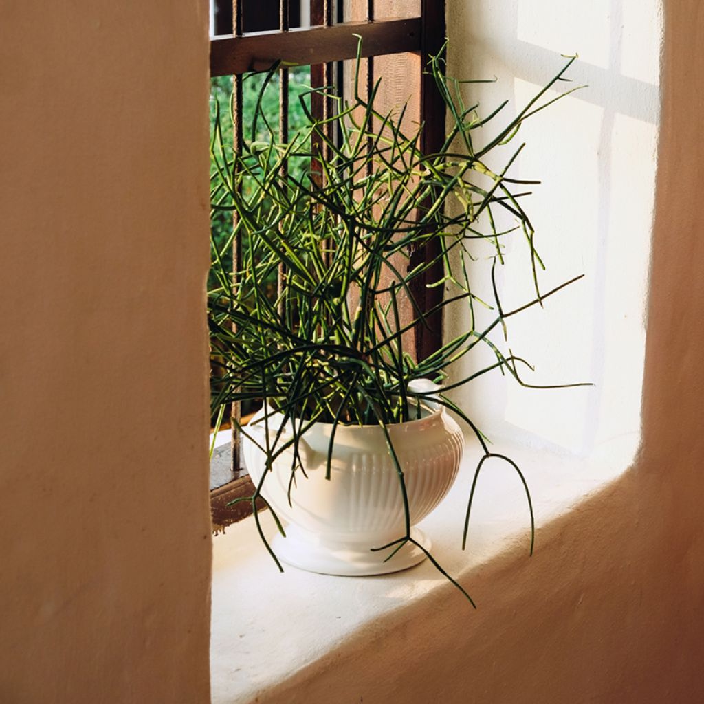 Euphorbia tirucalli - Pencil cactus