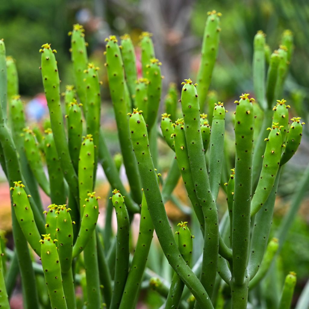 Euphorbia tirucalli - Pencil cactus