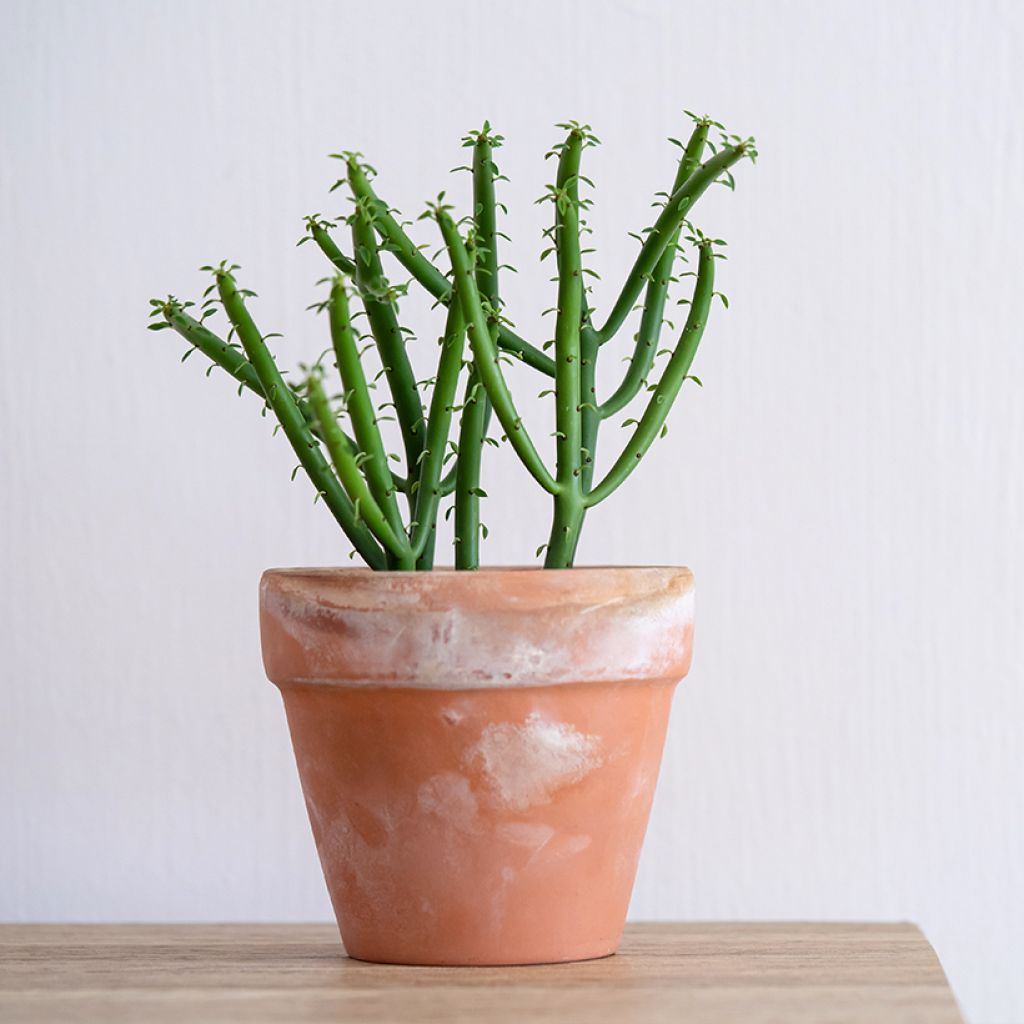 Euphorbia tirucalli - Pencil cactus