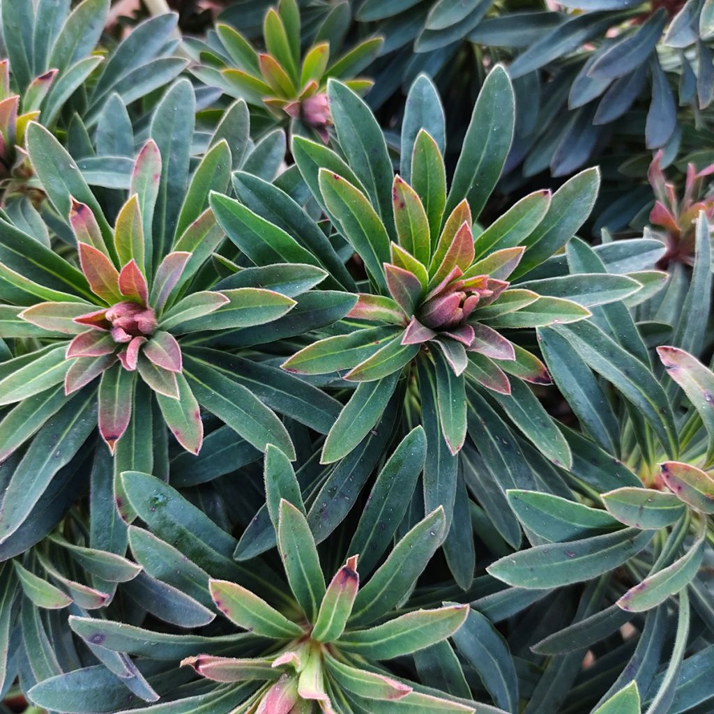 Euphorbia martinii Baby Charm - Spurge