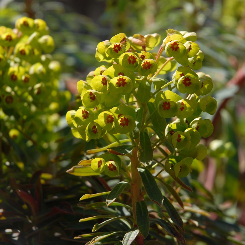 Euphorbia martinii Baby Charm - Spurge