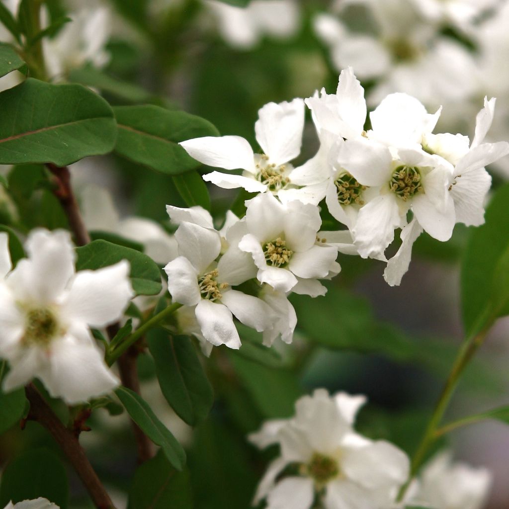 Exochorda Magical Springtime ® ('Kolmaspri') - Exochorda racemosa