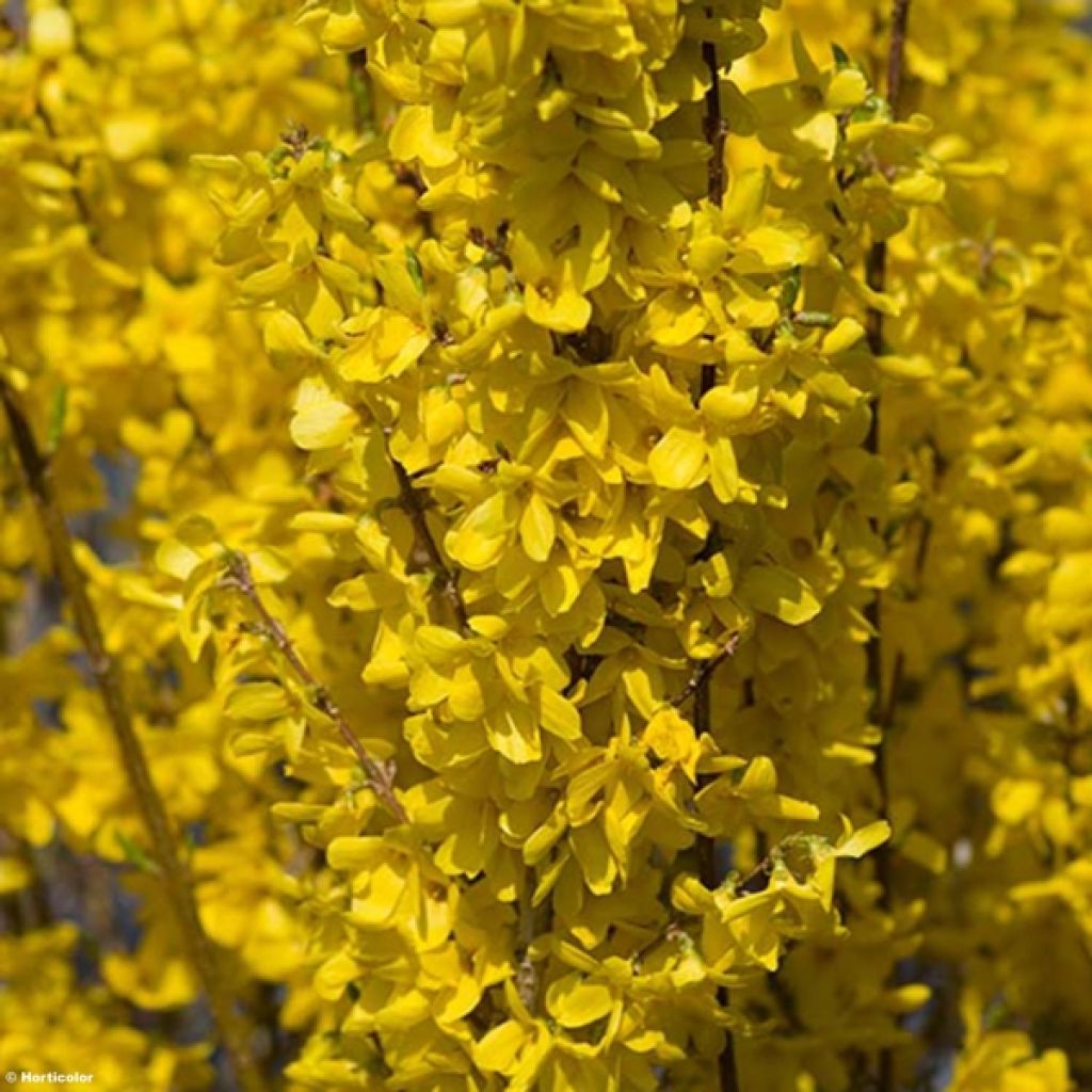 Forsythia (x) intermedia Week-end