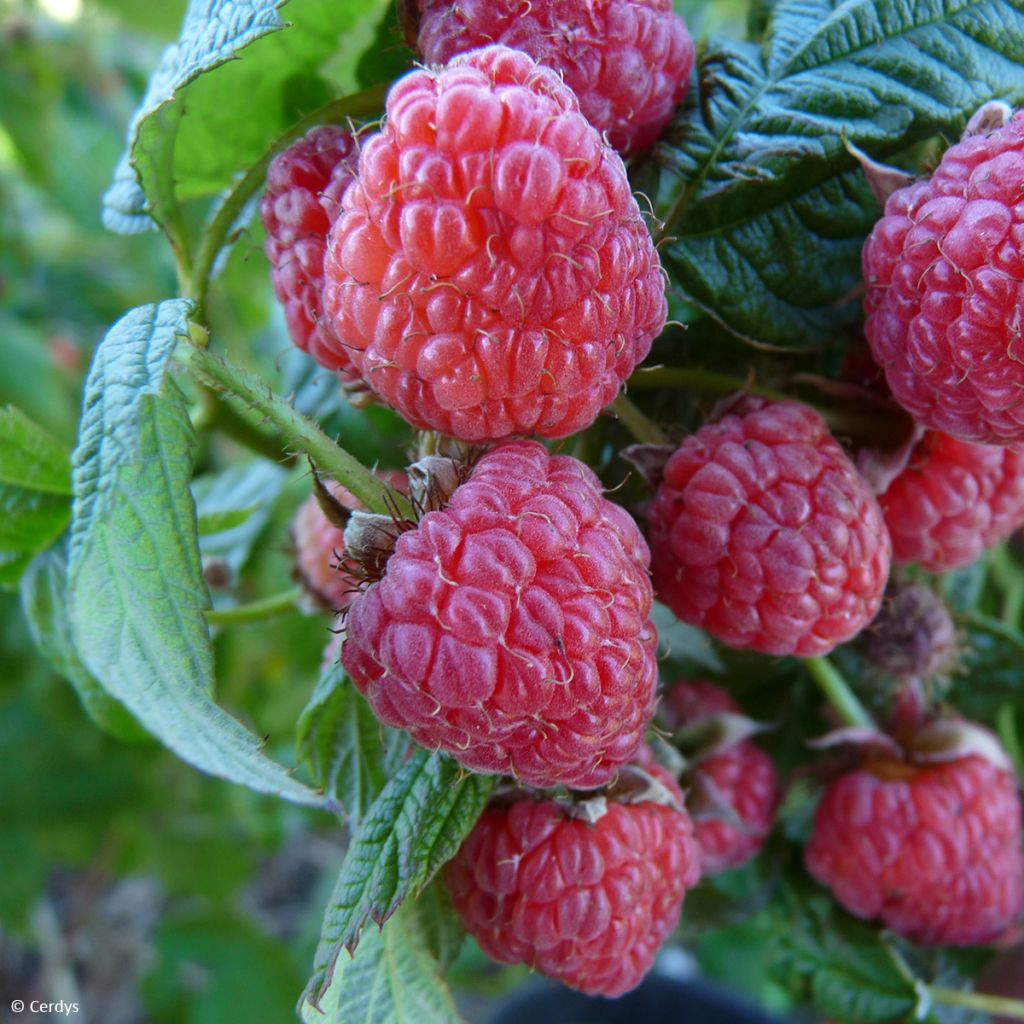 Rubus idaeus 'Bohème'