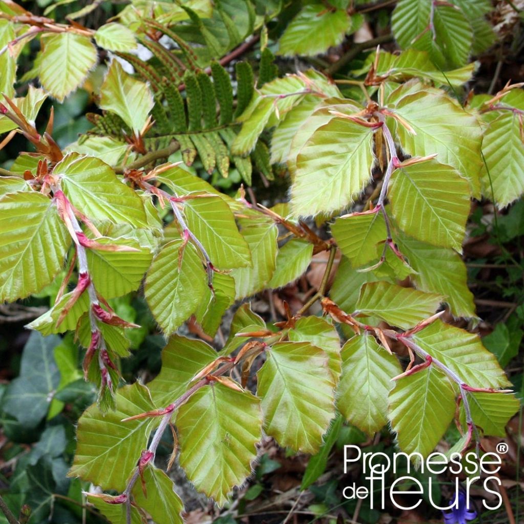 Fagus sylvatica - Beech