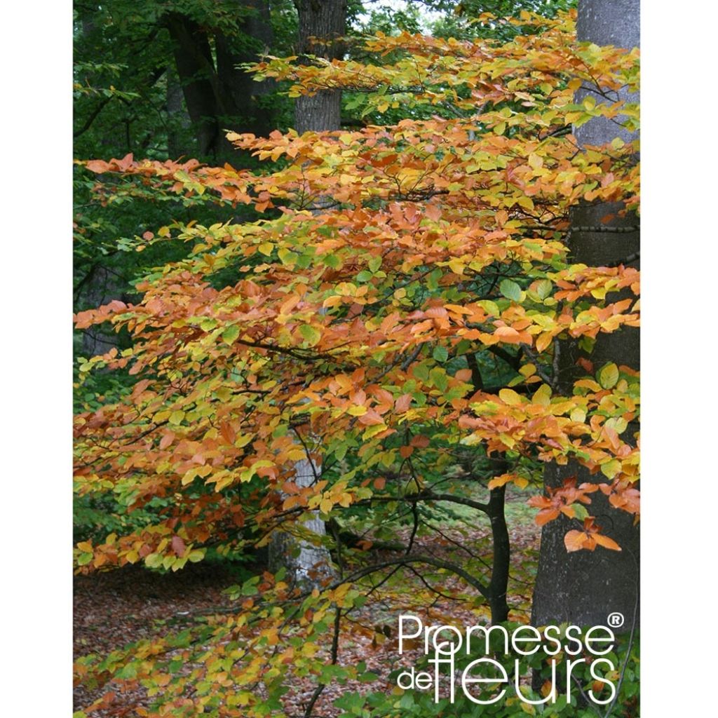 Fagus sylvatica - Beech