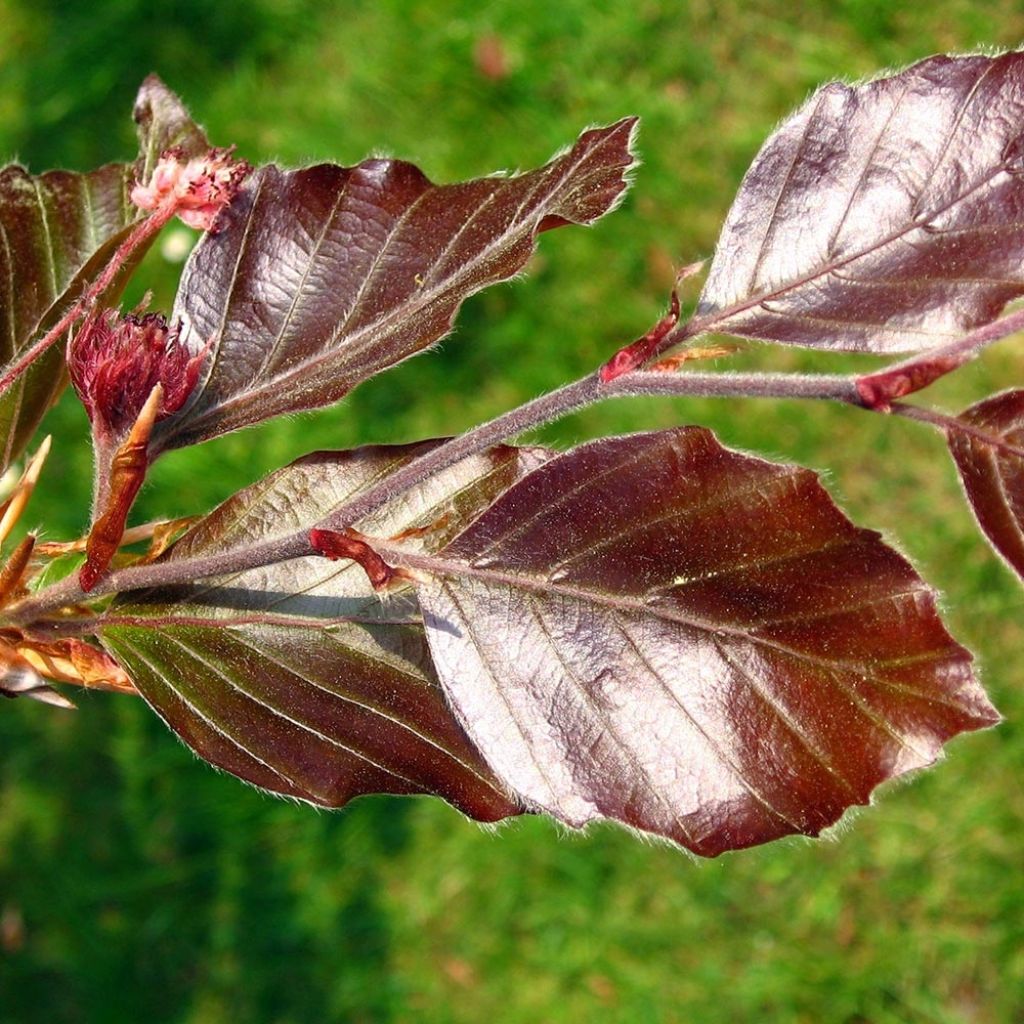 Fagus sylvatica Atropurpurea - Beech