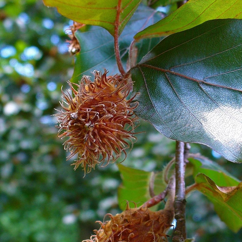 Fagus sylvatica Atropurpurea - Beech