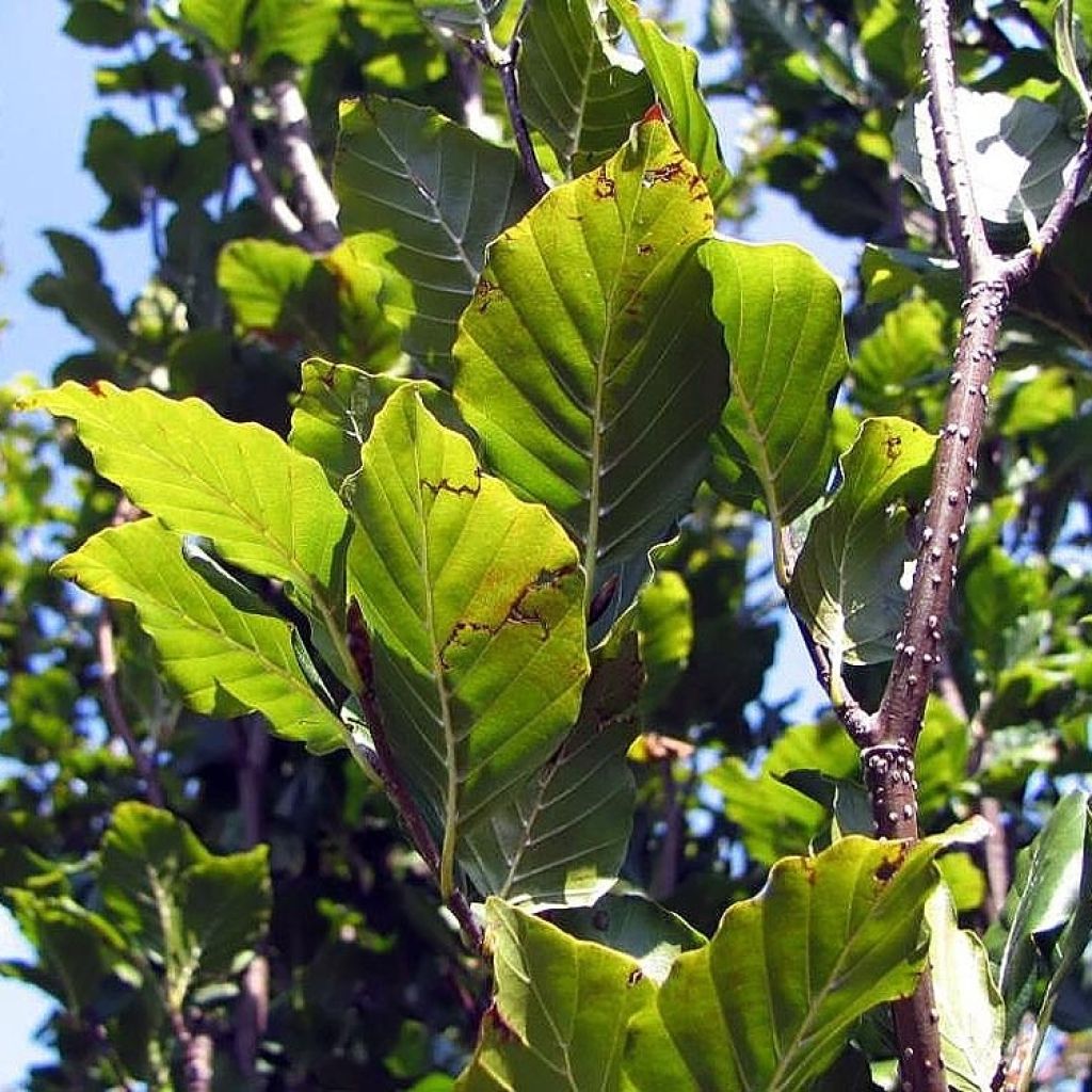 Fagus sylvatica Dawyck - Beech