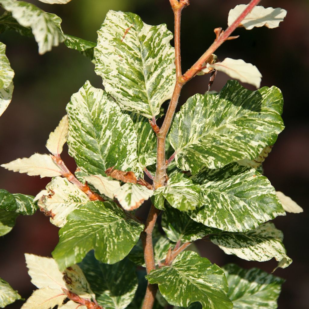 Fagus sylvatica Marmor Star - Beech