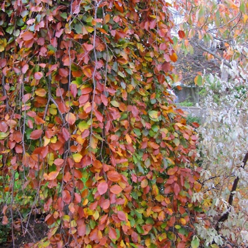 Hêtre pleureur - Fagus sylvatica Pendula