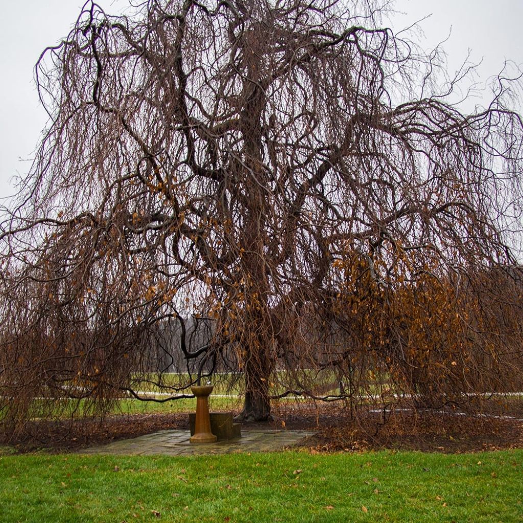 Hêtre pleureur - Fagus sylvatica Pendula