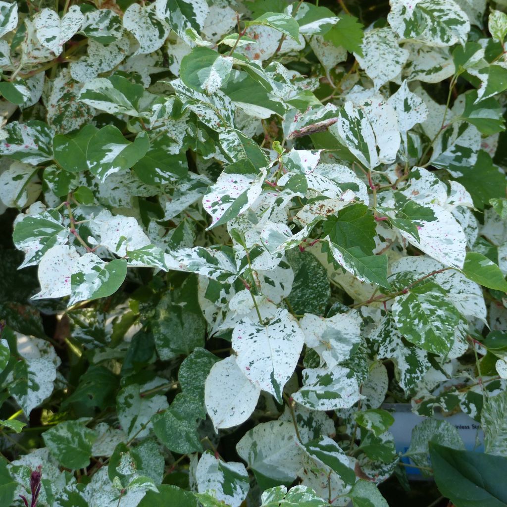 Fallopia japonica Variegata - Renouée panachée.