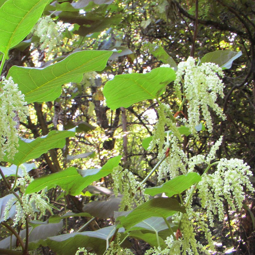 Fallopia sachalinensis