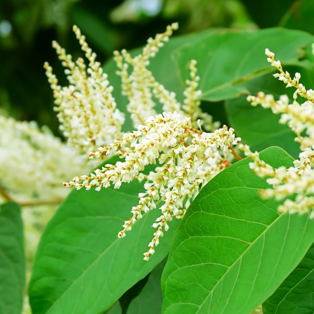 Fallopia sachalinensis