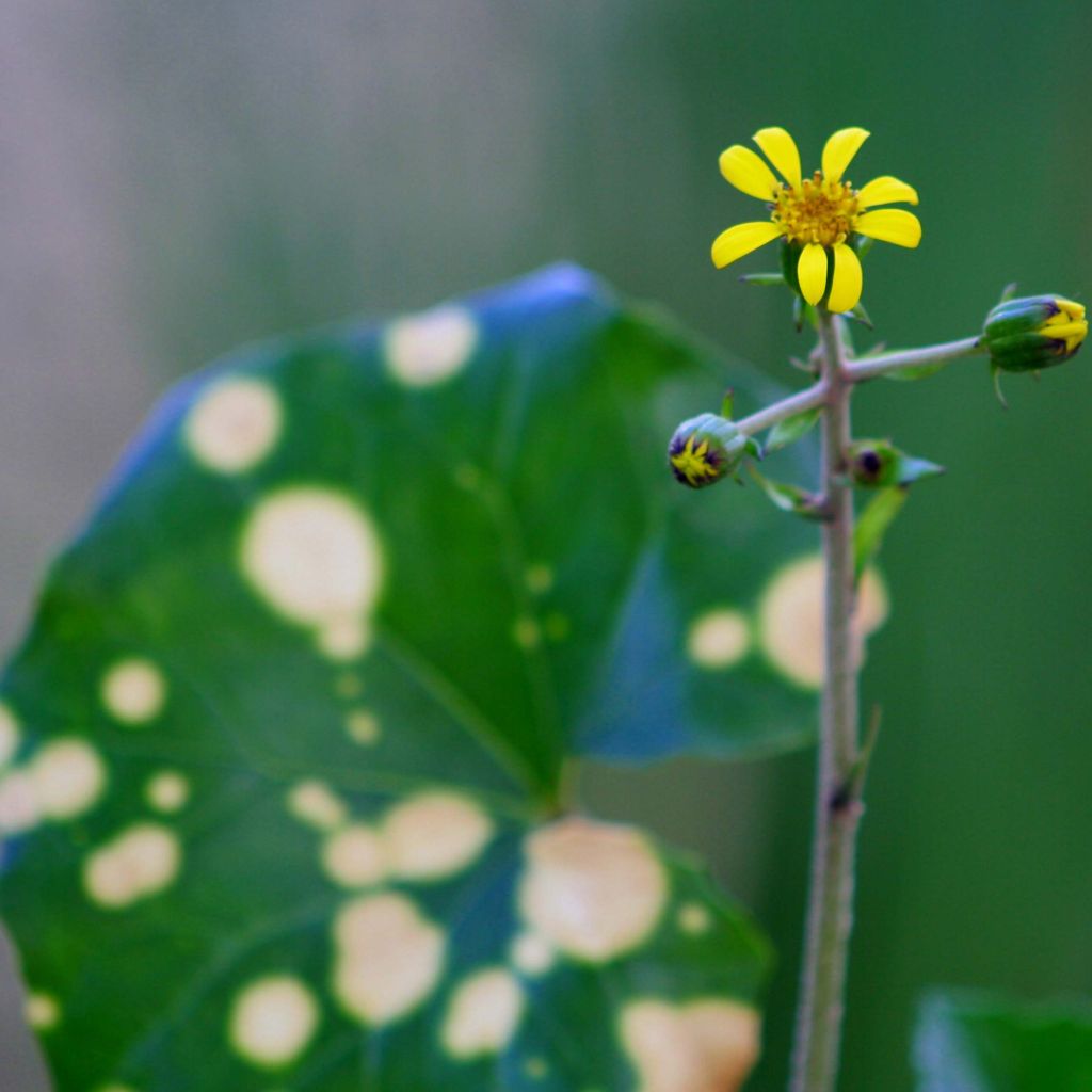 Farfugium japonicum Aureomaculatum - Plante Panthère.