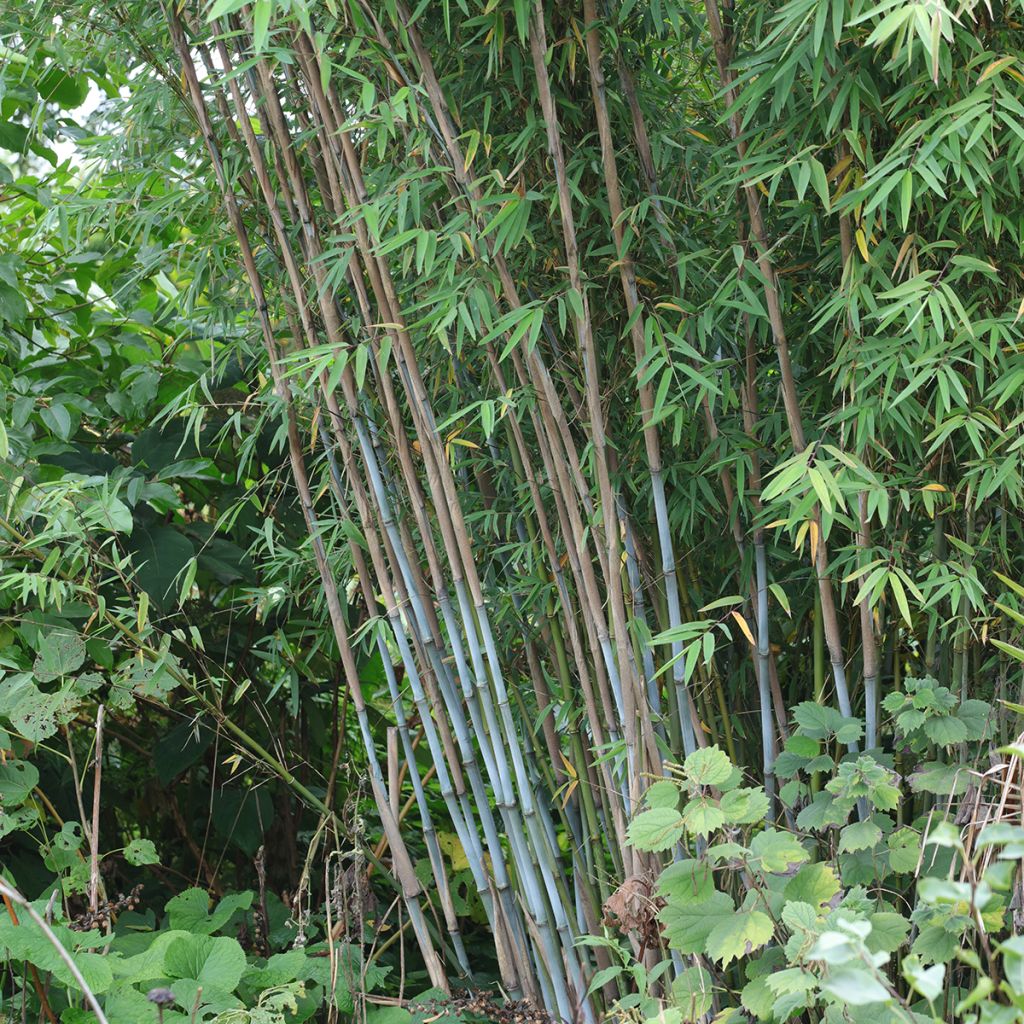 Fargesia papyrifera Blue Dragon - Non-running bamboo