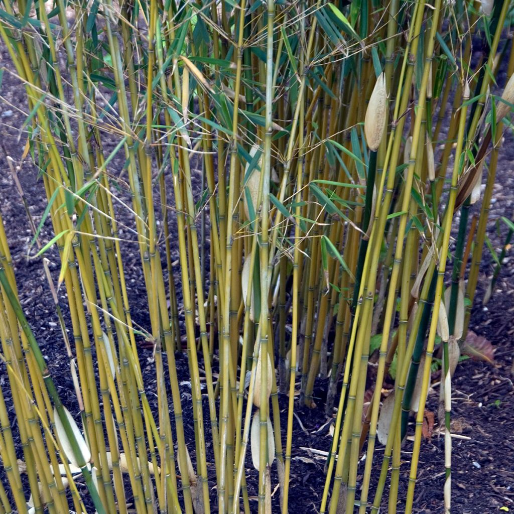 Fargesia robusta - Non-running Bamboo