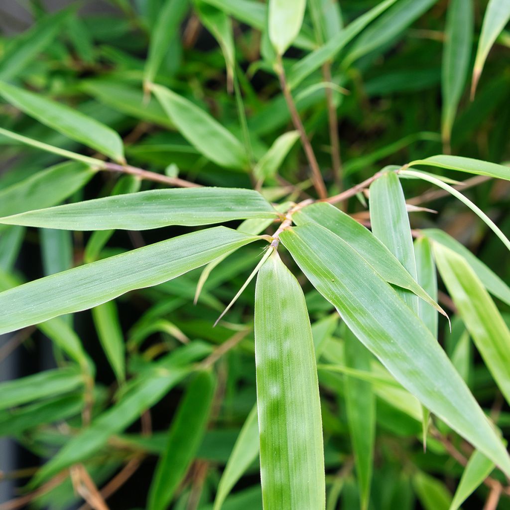 Fargesia robusta - Non-running Bamboo