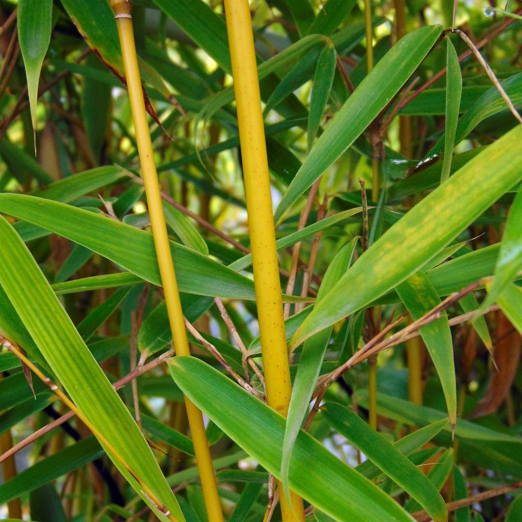 Fargesia robusta Campbell - Bambou non traçant