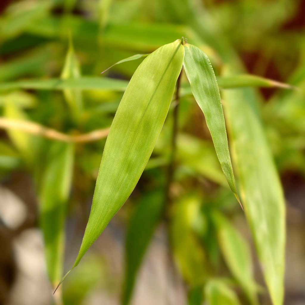 Fargesia scabrida Asian Wonder - Non-running Bamboo