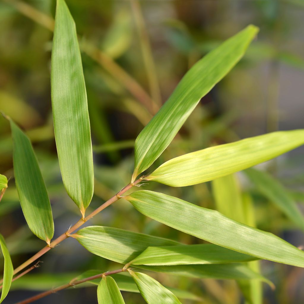 Fargesia scabrida Asian Wonder - Non-running Bamboo