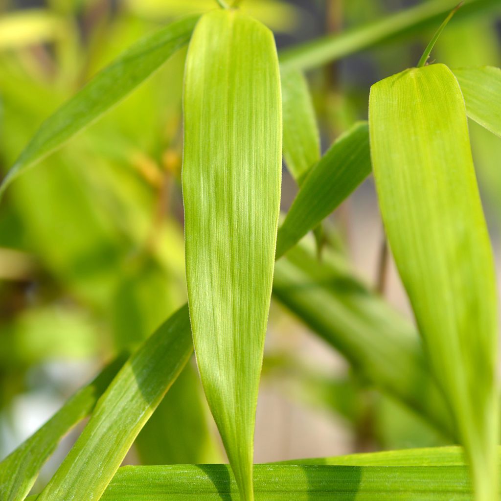 Fargesia scabrida Asian Wonder - Non-running Bamboo