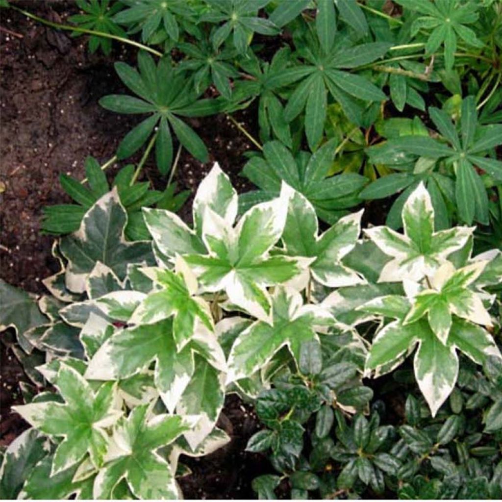 Fatshedera lizei Variegata - Lierre arborescent panaché