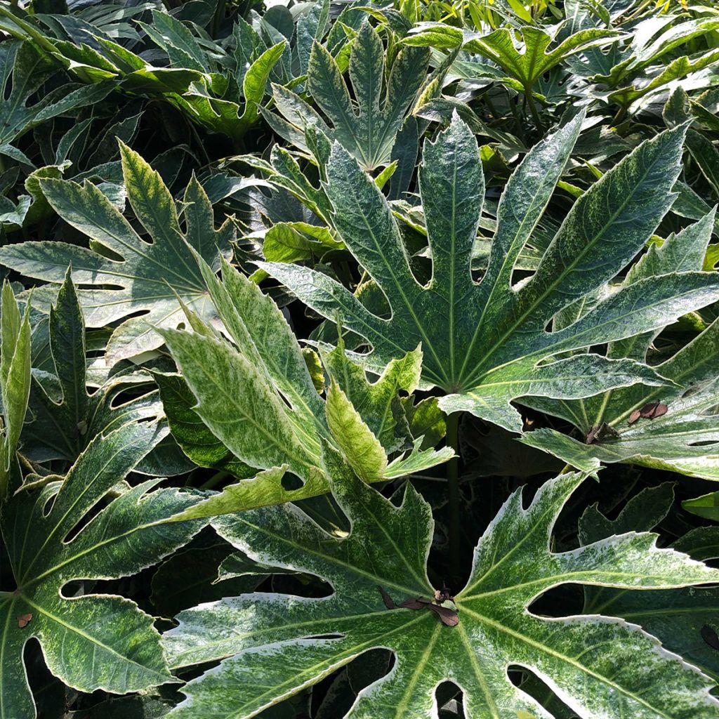 Fatsia japonica Spider's Web - Faux-aralia panaché