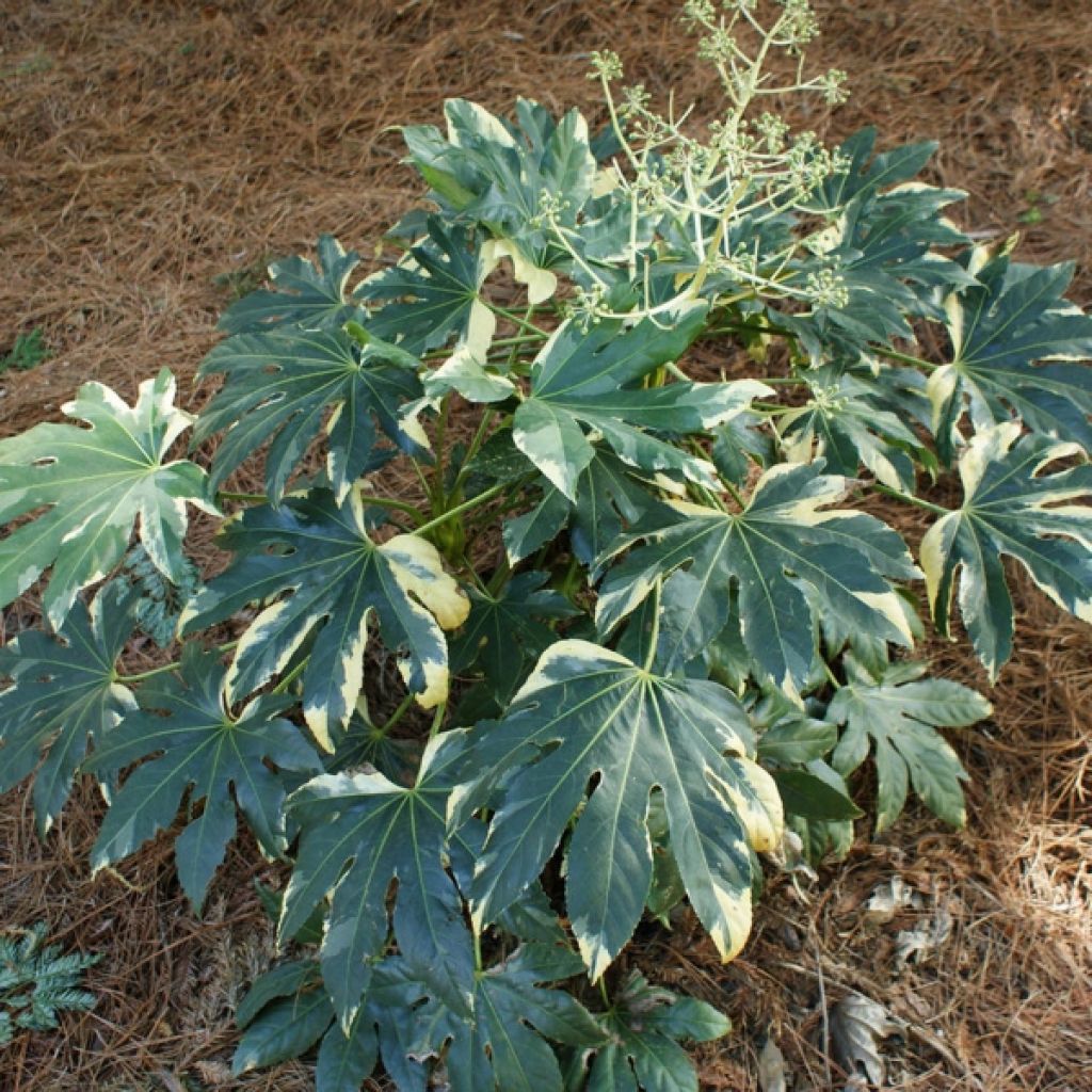 Faux-aralia - Fatsia japonica Variegata